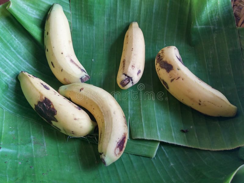 Banana stock photo. Image of leaf, cavendish, fruits - 50236098