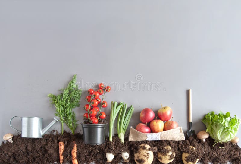 Organic Fruit And Vegetable Garden Stock Photo Image Of