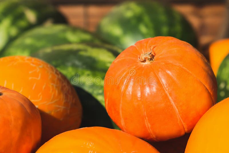 Fruits and Vegetables Pumpkin Melon Watermelon Stock Photo Image of