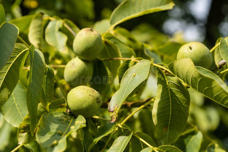 221 Tree Black Walnut Silhouette Stock Photos Free & RoyaltyFree