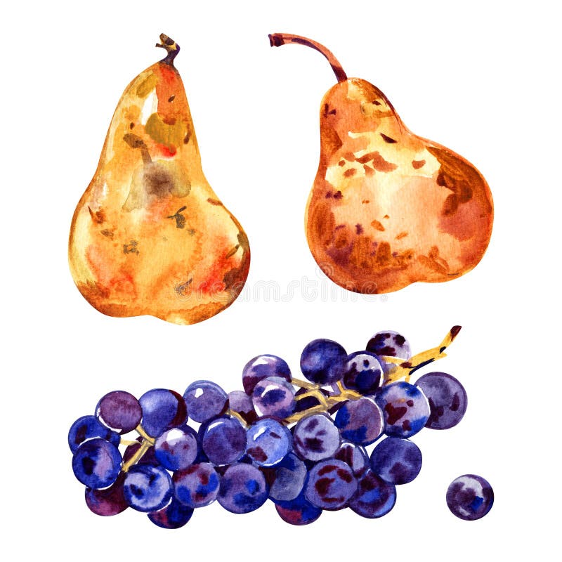 Fruits watercolor still life painting - grape and pears. Prosperity symbol. Hand drawn sketch watercolor illustration on royalty free stock image Fruits watercolor still life painting - grape and pears. Prosperity symbol. Hand drawn sketch watercolor illustration on royalty free stock image