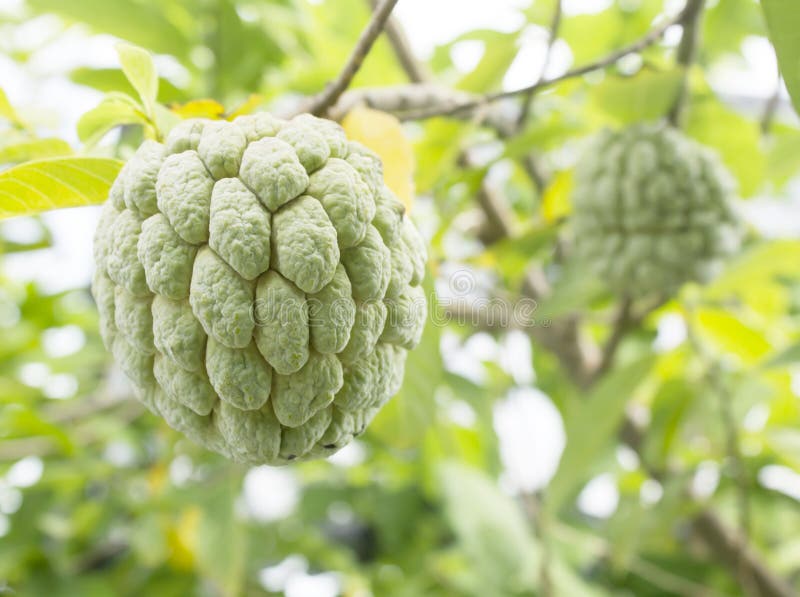 Frukt för vaniljsåsäpple, Annonasquamosa arkivfoton Frukt för vaniljsåsäpple, Annonasquamosa arkivfoton
