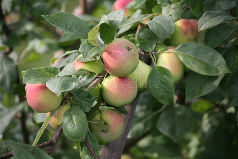 Frukterna av gula röda mogna äpplen på filialerna av kultiverade Apple träd i sommarengelska arbeta i trädgården arkivfoto Frukterna av gula röda mogna äpplen på filialerna av kultiverade Apple träd i sommarengelska arbeta i trädgården arkivfoto