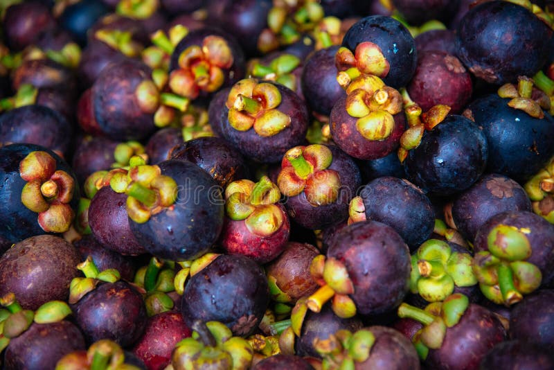 Fruktmangosteen Thailand arkivfoto Fruktmangosteen Thailand arkivfoto