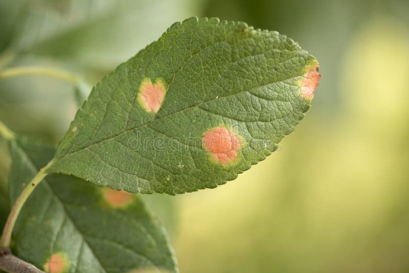 Fruktträdens rost svamp, fruktträdsjukdom, plommonblad royaltyfri foto