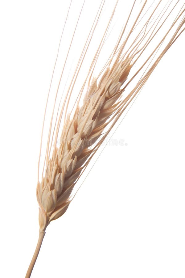 Backlit close up of a stalk of wheat. Backlit close up of a stalk of wheat