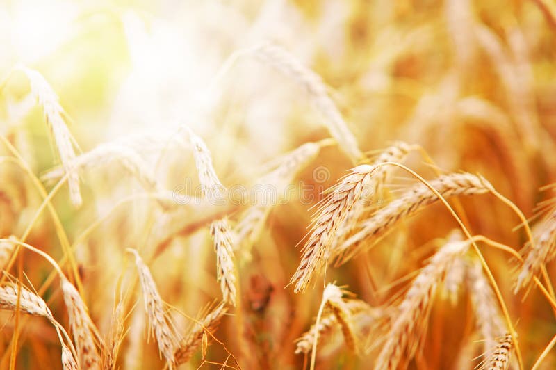 Frumento alla luce solare iniziale immagine stock Frumento alla luce solare iniziale immagine stock