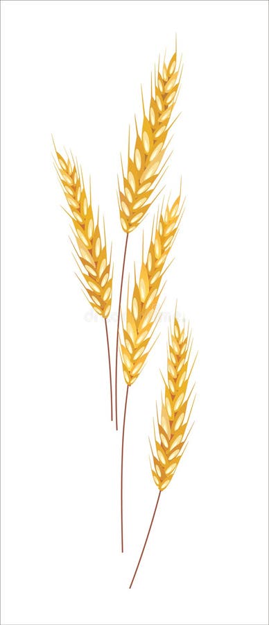 Frumento Koloskov illustrazione di stock Frumento Koloskov illustrazione di stock