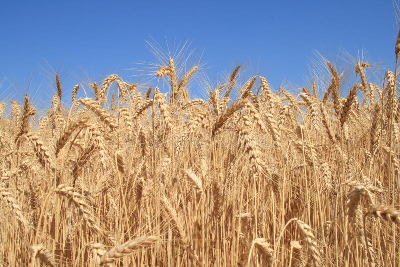 He is a wheat field in morning sunshine. He is a wheat field in morning sunshine.