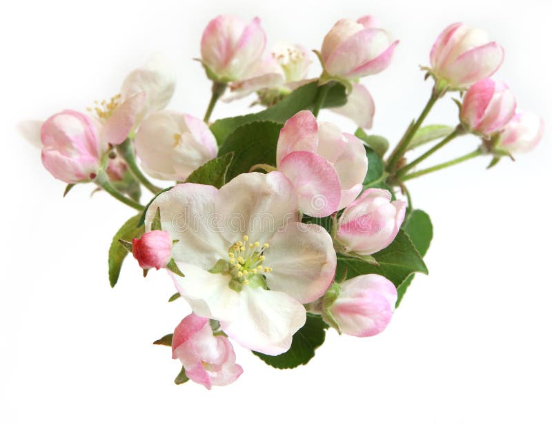 Frumoase flori de măr royalty free stock photo