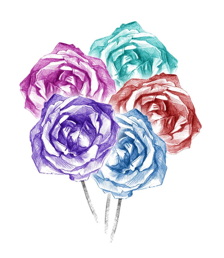 Frumos cinci trandafiri colorați buchet cărbune de cărbune artistic desen vector illustration
