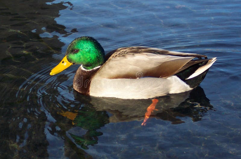 Frumos Mallard Drake stock photo