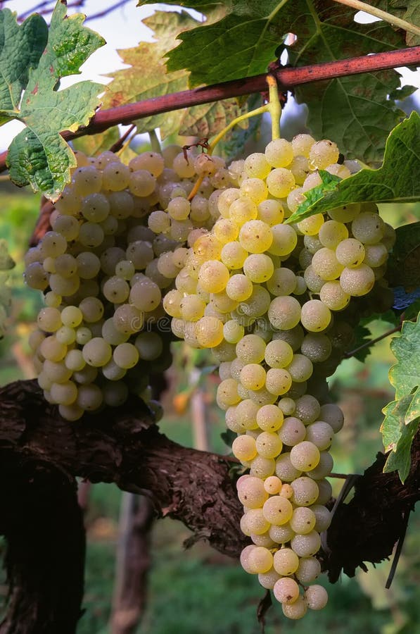 Frunch av trebbianodruvor på vinrankavitisen - vinifera