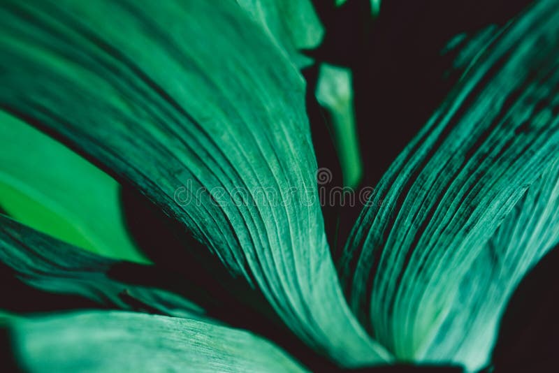 Frunze de acidverde. textură frunză verde. fond floral. grădină botanică. culori vii. cheaguri de frunze abstracte. primăvară natu stock images