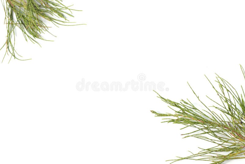 Frunze de pin pe fond alb royalty free stock images