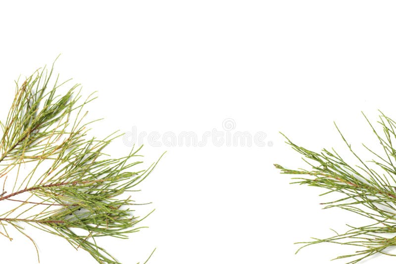 Frunze de pin pe fond alb stock photo