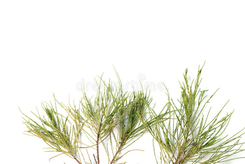 Frunze de pin pe fond alb stock images