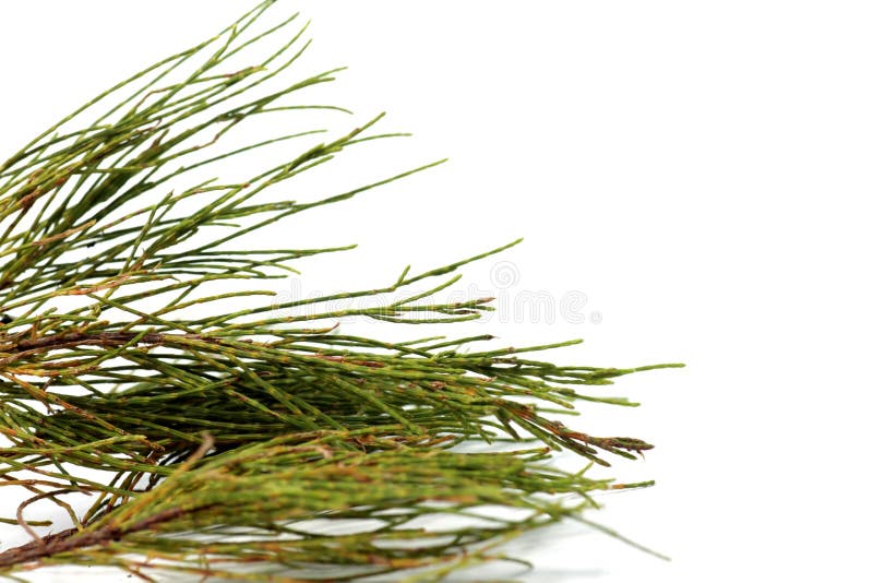 Frunze de pin pe fond alb stock images