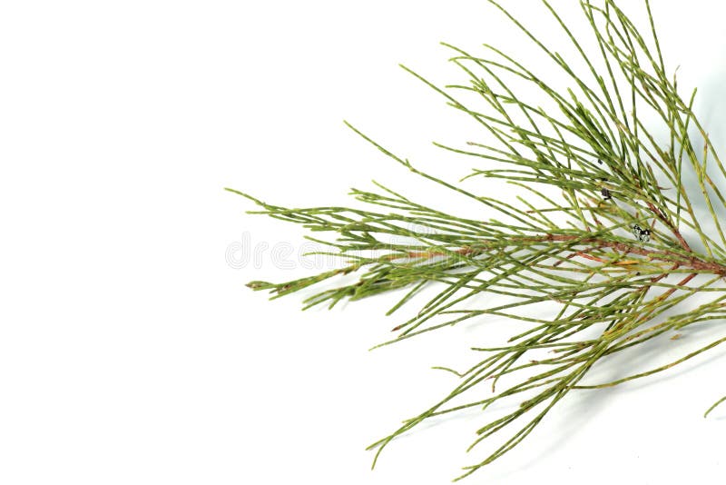 Frunze de pin pe fond alb royalty free stock photo