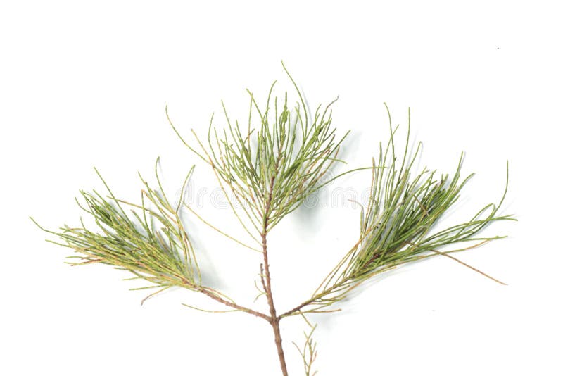 Frunze de pin pe fond alb stock photography