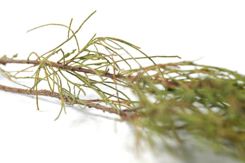 Frunze de pin pe fond alb stock photos
