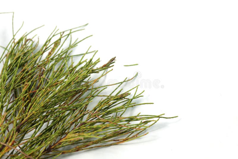 Frunze de pin pe fond alb stock images
