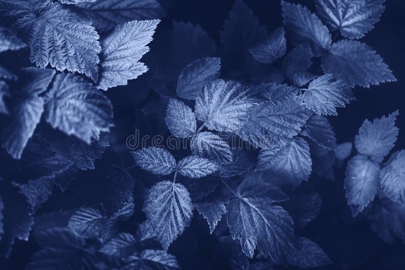 Frunze de plante de fond în fundalul albastru închis cu formă trendy abstract sau în tapet cu palton albastru închis.
