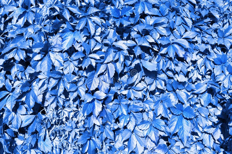 Frunze de struguri albaștri fundalul foliei abstracte de fundal aproape de modelul fanteziei creatoare de design al naturii copier stock photography