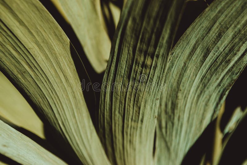 Frunze verzi colorate. textură frunză verde. fond floral. grădină botanică. cheaguri de frunze abstracte. concept primăvară natură royalty free stock photo