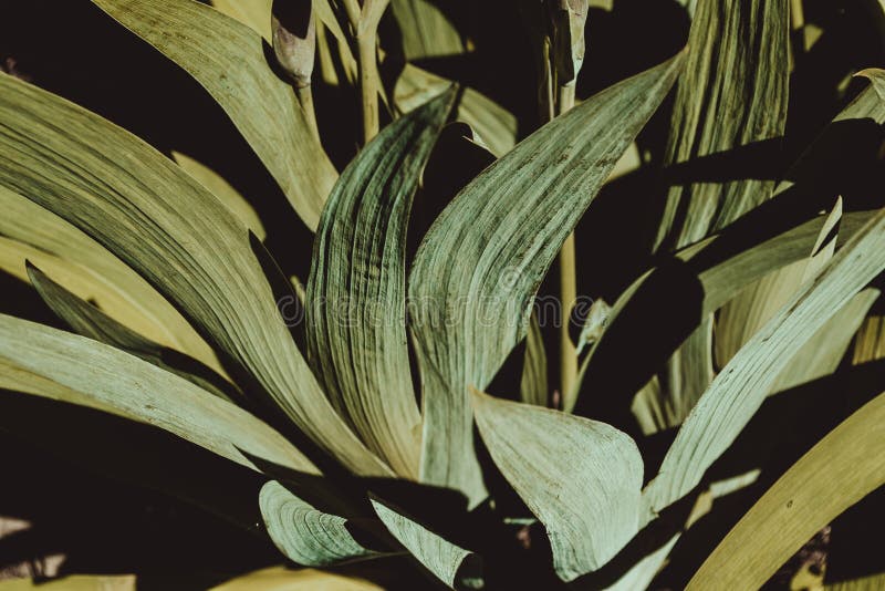 Frunze verzi colorate. textură frunză verde. fond floral. grădină botanică. cheaguri de frunze abstracte. concept primăvară natură royalty free stock photo