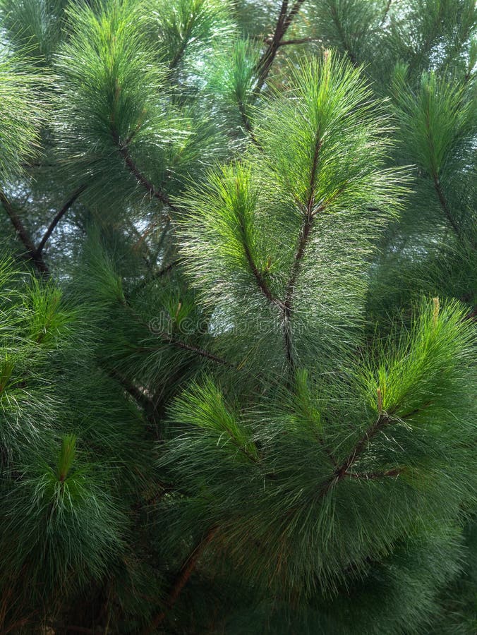 Frunze verzi de pin indigen australian în ziua fierbinte de vară. casuarina equisetifolifolia, cunoscută și sub denumirea de păr d royalty free stock photo