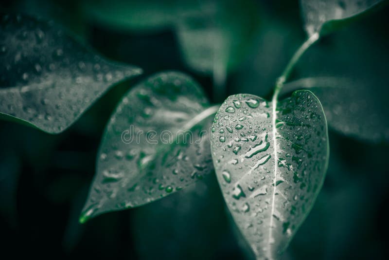 Frunze verzi. fond natural. textură foliară abstractă royalty free stock photos