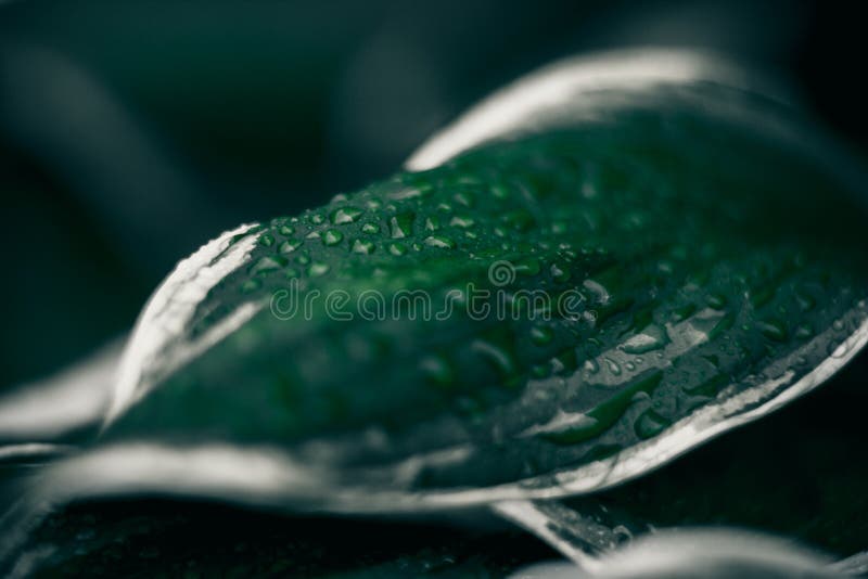 Frunze verzi. fond natural. textură foliară abstractă royalty free stock image