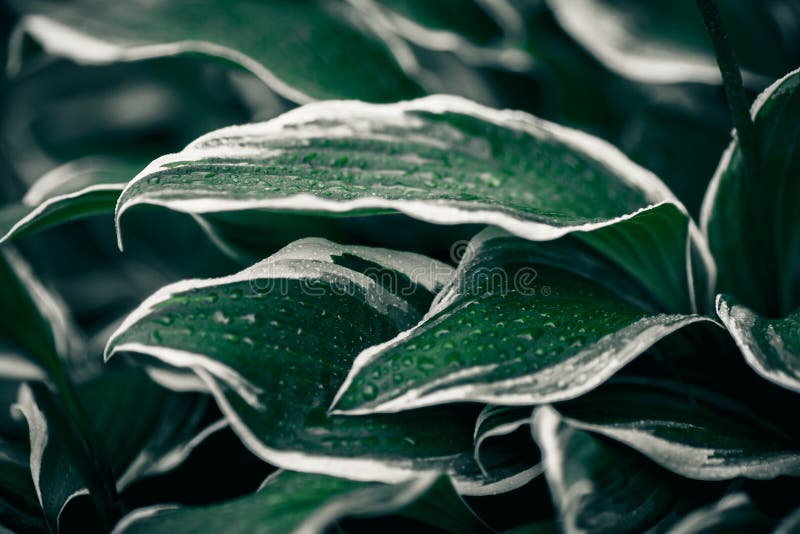 Frunze verzi. fond natural. textură foliară abstractă stock photo