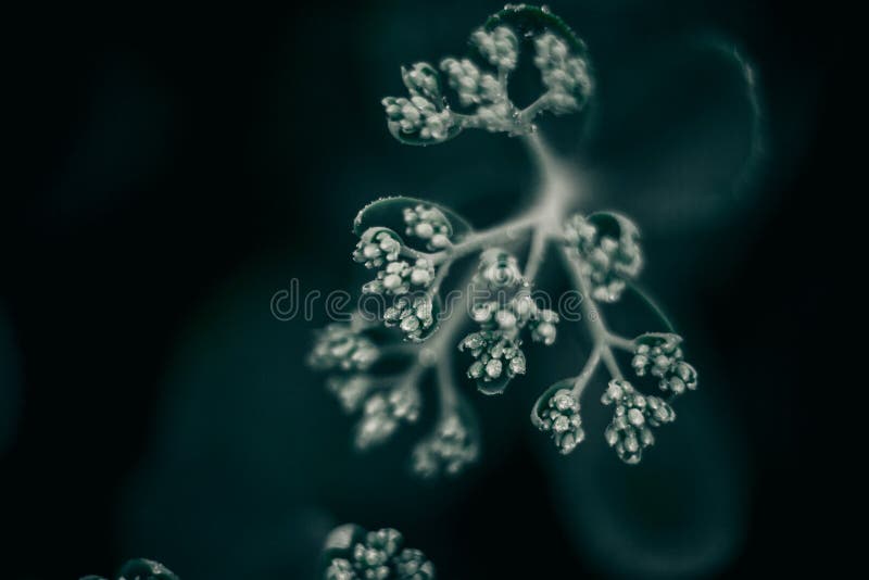 Frunze verzi. fond natural. textură foliară abstractă stock image