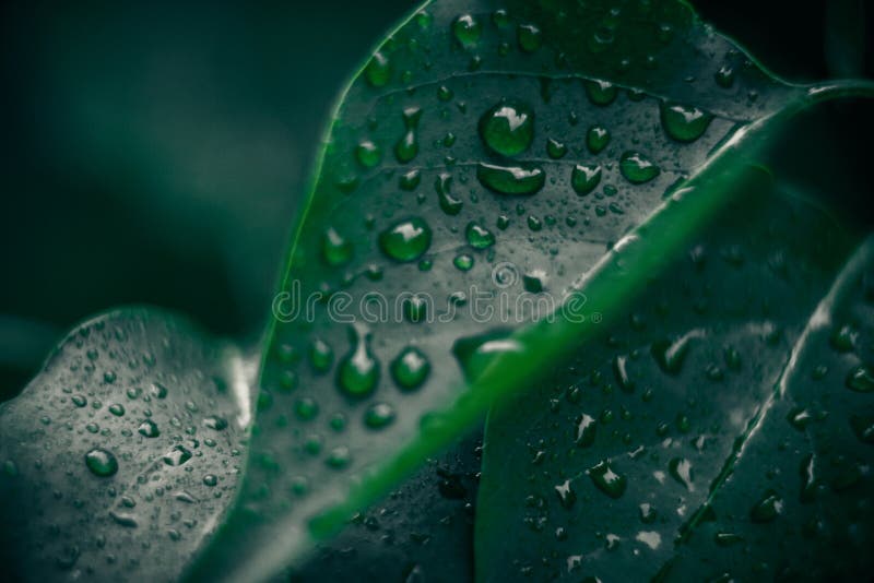 Frunze verzi. fond natural. textură foliară abstractă royalty free stock photos