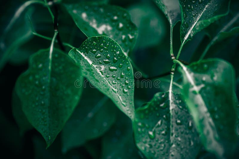 Frunze verzi. fond natural. textură foliară abstractă royalty free stock images
