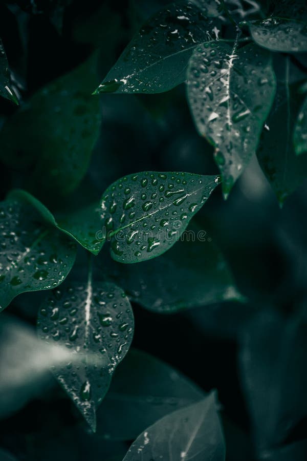 Frunze verzi. fond natural. textură foliară abstractă stock images