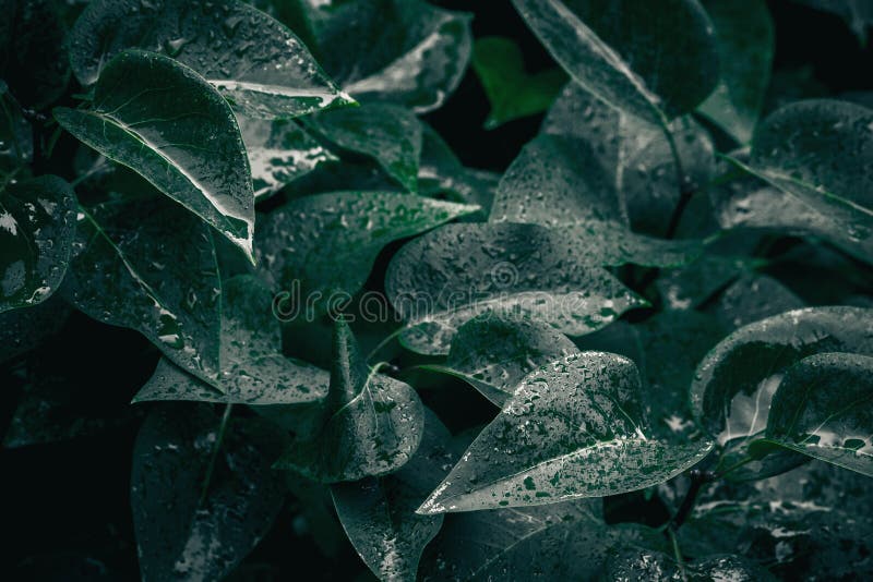 Frunze verzi. fond natural. textură foliară abstractă royalty free stock images