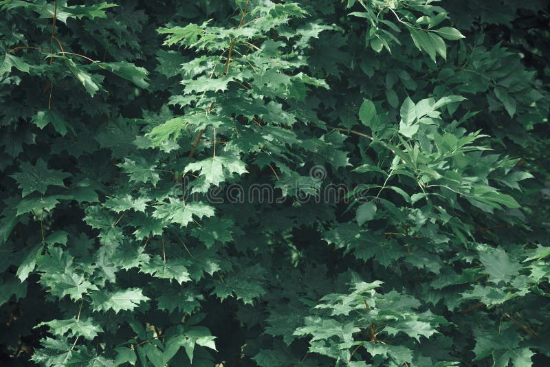 Frunze verzi. fond natural. textură foliară abstractă royalty free stock photos