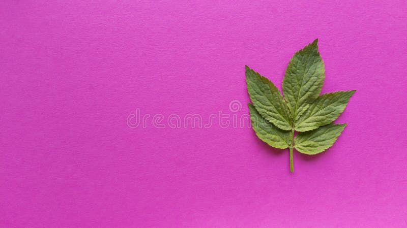 Frunze verzi pe fond roz. simplu, plat, cu textură pastilă. concept ecologic de modă. fotografie stoc royalty free stock photos