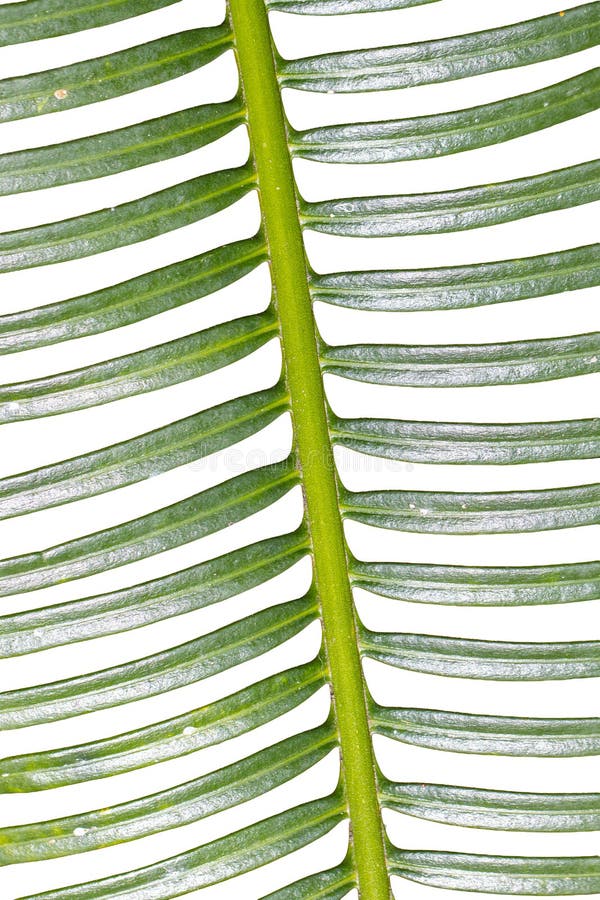 Frunzele verzi de palmier tropical creează un model natural abstract de frunziș stock images