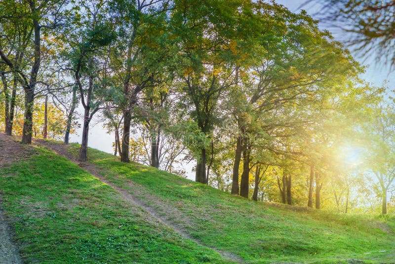 Frunziș abstract, ramură frumoasă de arbori în pădurea de toamnă stock photo