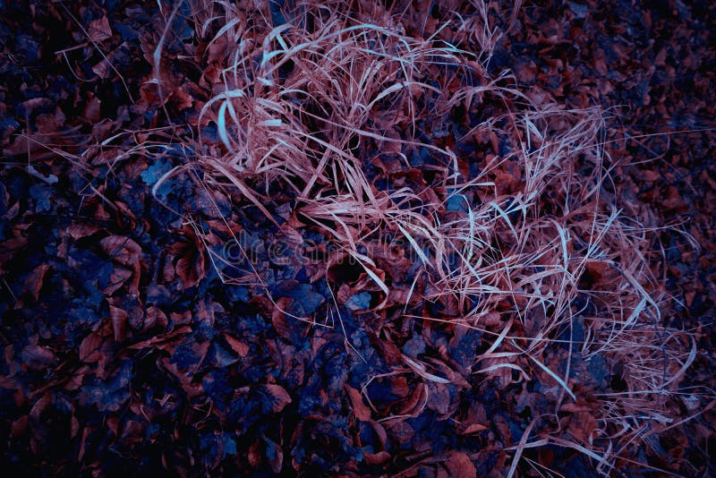 Frunziș abstract și cheaguri stock photography