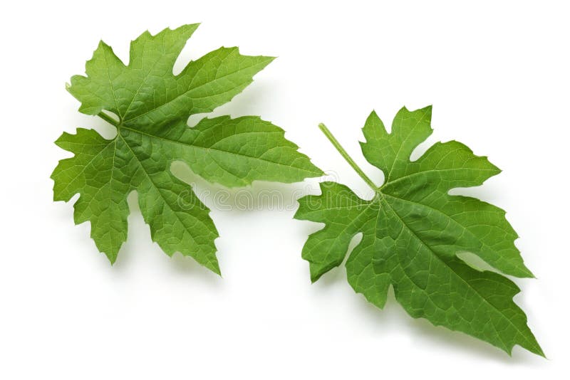 Frunză de pepene galben amar stock image