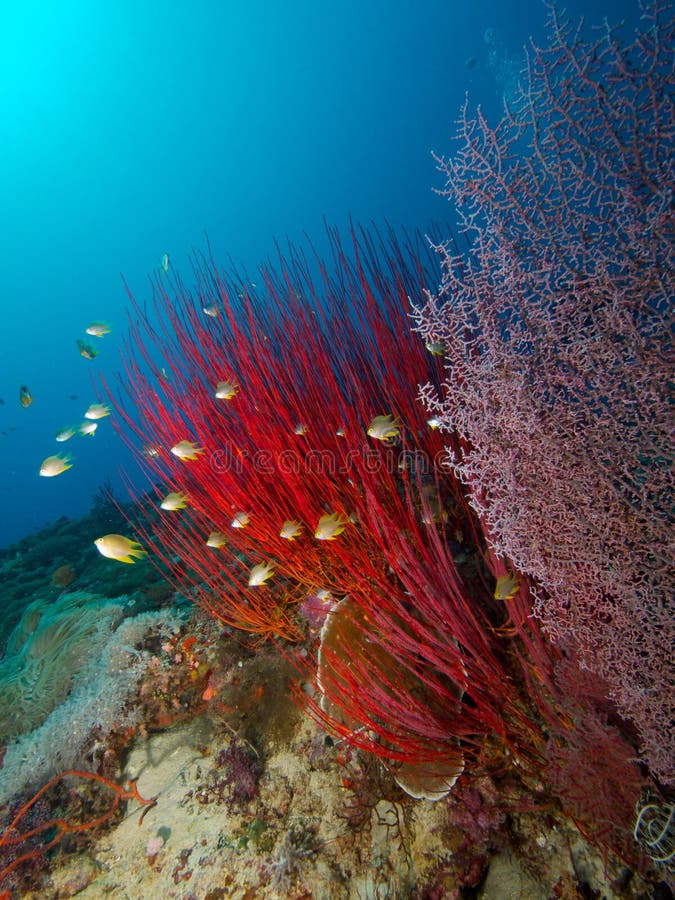 Frusta del Mar Rosso e gorgonia rosa fotografie stock Frusta del Mar Rosso e gorgonia rosa fotografie stock