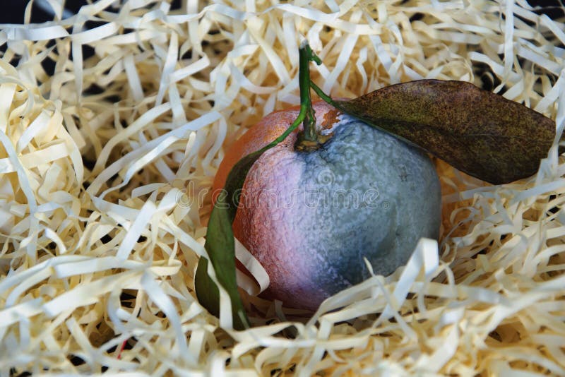Fruta naranja podrida foto de archivo libre de regalías