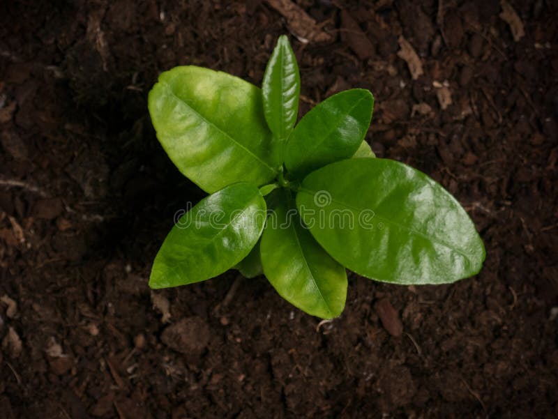 Fruta cítrica joven, almácigo del árbol anaranjado de la satsuma que crece del suelo Top abajo de la visi?n desde arriba fotografía de archivo libre de regalías Fruta cítrica joven, almácigo del árbol anaranjado de la satsuma que crece del suelo Top abajo de la visi?n desde arriba fotografía de archivo libre de regalías