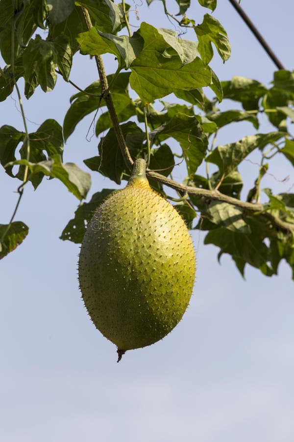 Fruta de Gac en cierre del árbol para arriba imagen de archivo Fruta de Gac en cierre del árbol para arriba imagen de archivo