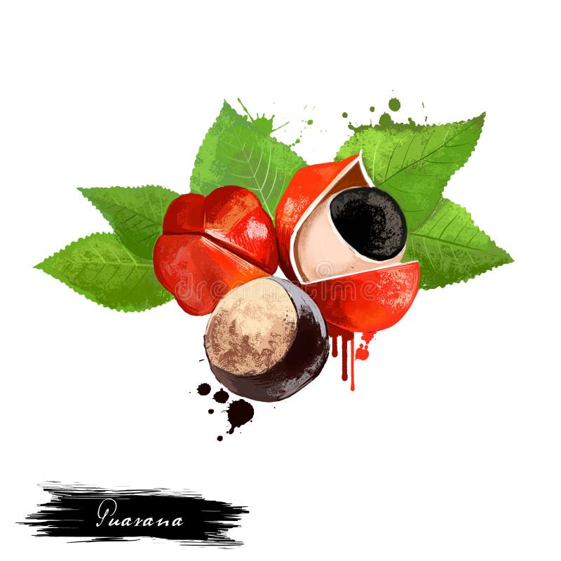 Fruta de Guarana aislada en el fondo blanco Cupana de Paullinia, planta que sube en la familia de arce, Sapindaceae Fruta sabrosa stock de ilustración Fruta de Guarana aislada en el fondo blanco Cupana de Paullinia, planta que sube en la familia de arce, Sapindaceae Fruta sabrosa stock de ilustración